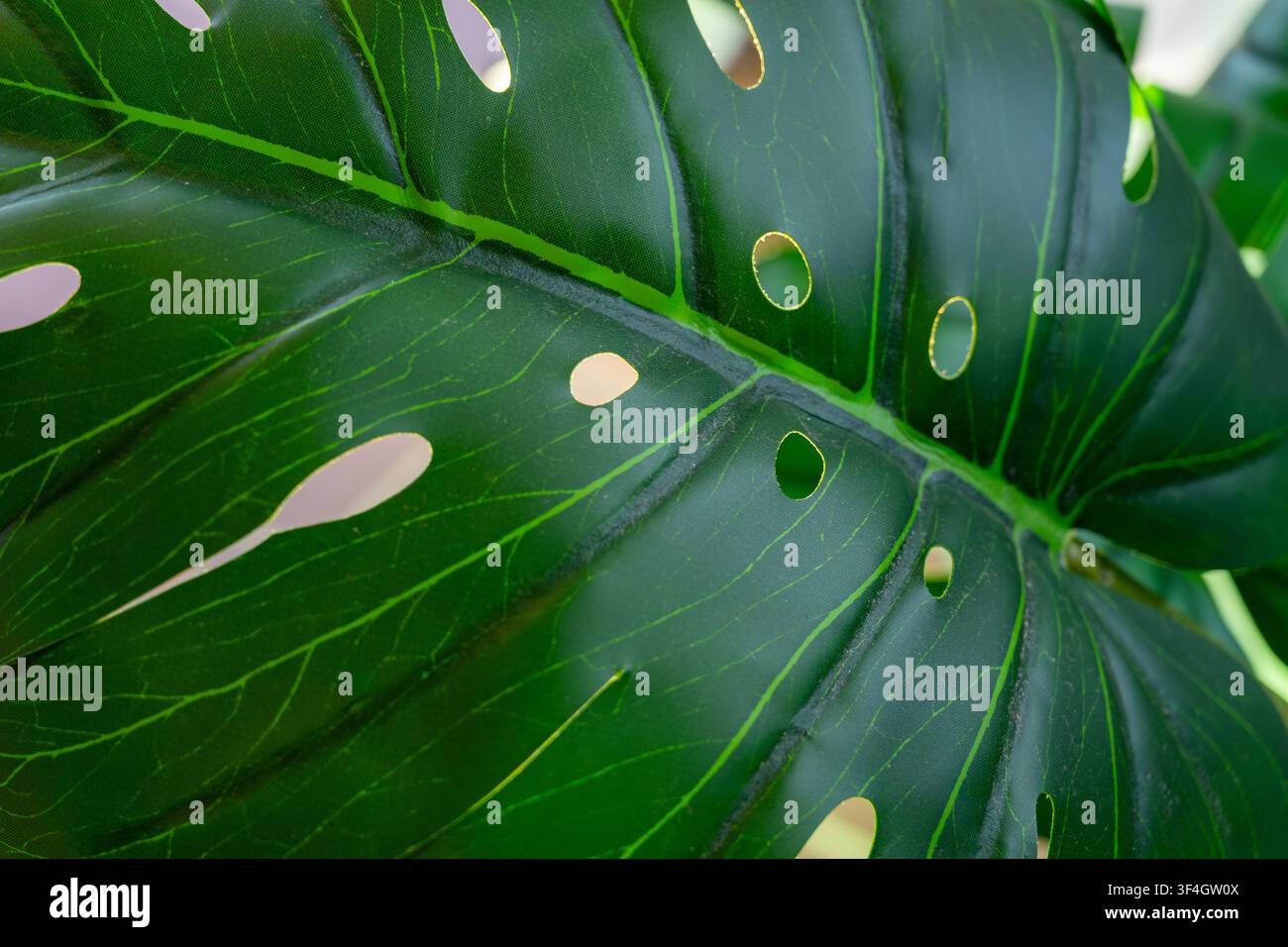 Monstera-deliciosa-Blatt, das seine ikonischen Löcher und das kunstvolle Adernmuster zeigt, repräsentierend exotische Blattperfektion und üppige botanische Ästhetik i Stockfoto