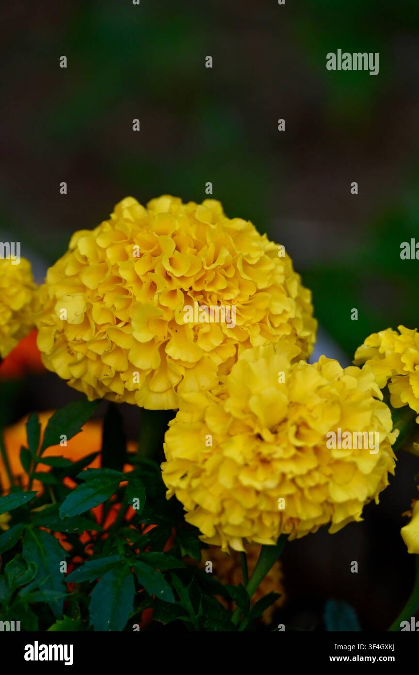 Lebendige vertikale Makroaufnahme von üppigen gelben Ringelblumen (Tagetes) in voller Blüte. Die flauschigen, detaillierten Blütenblätter heben sich wunderschön vor einem weichen dunkelgrünen Hintergrund mit Blättern ab und fangen die Essenz der sonnigen Sommerflora und botanischen Schönheit ein. Stockfoto