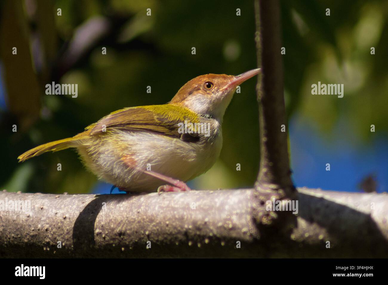 Gewöhnlicher Schneewittchenvogel mit markanter rötlicher Haube ruht auf einem strukturierten Baumast in Matara, Sri Lanka. Stockfoto