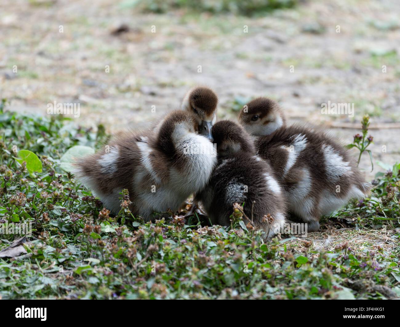 Vögel Deutschlands - Alopochen aegyptiaca - Vier Gänsebüchsen, die eng beieinander ruhen. Hochwertiges Foto Stockfoto