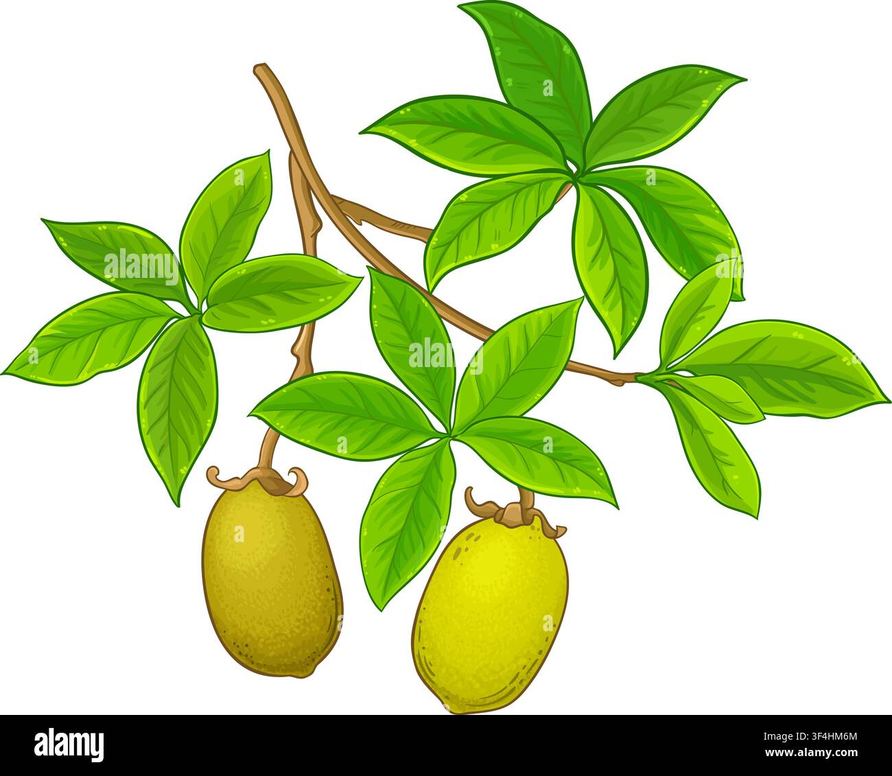 Baobab-Ast farbige detaillierte Illustration. Stock Vektor