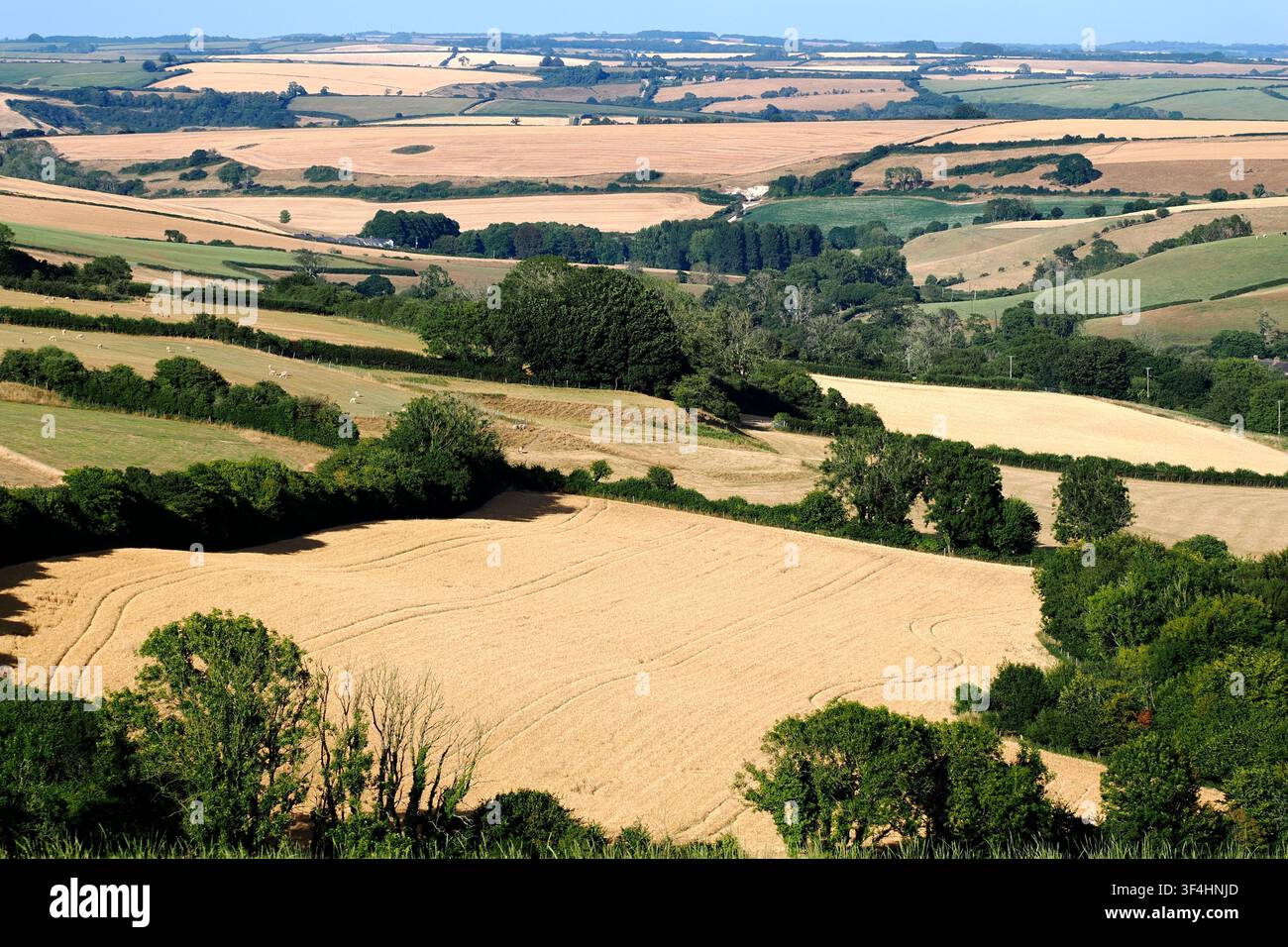 Verbranntes Ackerland im Westen von Dorset während der Sommerhitzewellen 2026. Stockfoto