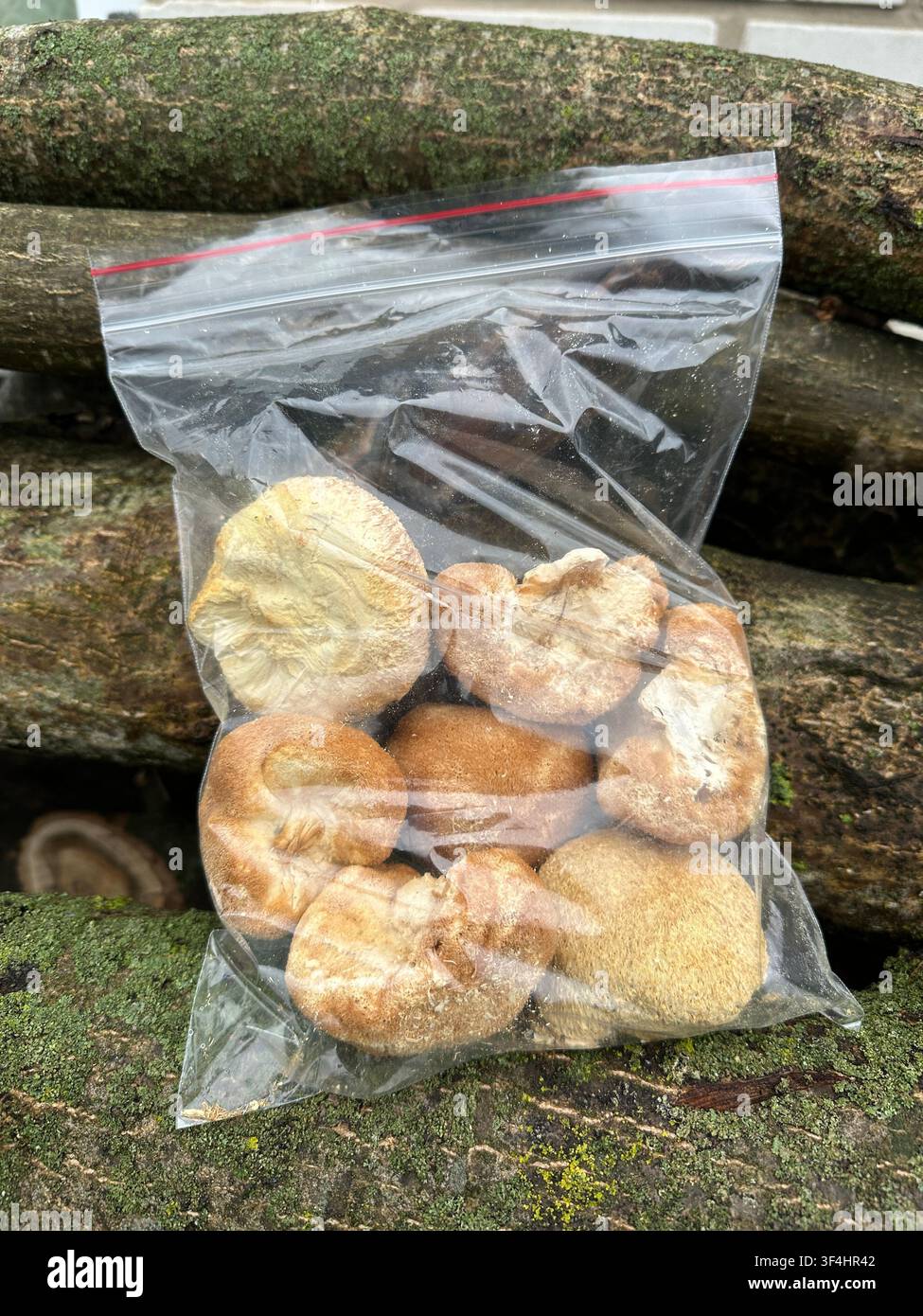 Ziplock-Beutel mit dem Heilpilz Löwenmähne Hericium erinaceus. Stockfoto