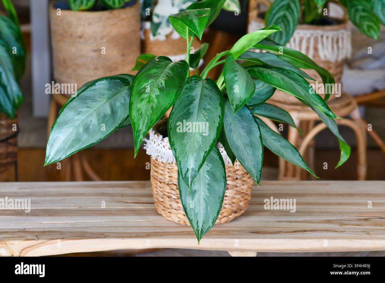 Aglaonema Silverado Chinesische immergrüne Zimmerpflanze im Boho-Stil Korb im gemütlichen Wohnzimmer mit vielen Zimmerpflanzen im Hintergrund. Urbanes Dschungel Haus dez Stockfoto