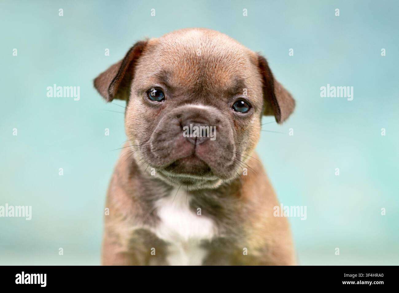 Blauer roter Sable-French-Bulldog-Welpe, Kopfporträt mit schlaffen Ohren auf blau-türkisfarbenem Studiohintergrund Stockfoto