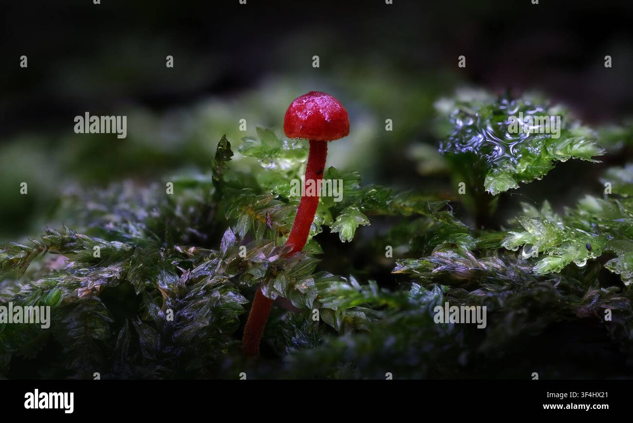 Ein leuchtend roter Mycena toyerlaricola-Pilz, der aus einem Bett aus grünem Moos hervorwächst, Styx Tall Trees Naturschutzgebiet, Tasmanien, Australien Stockfoto