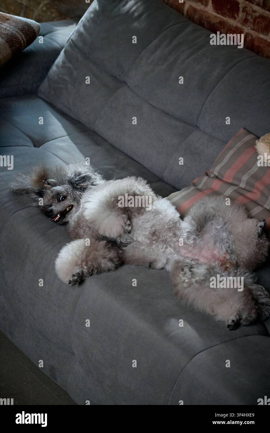 Entspannter grauer Toy-Pudel, der auf dem Rücken über das Sofa in einem gemütlichen Wohnzimmer liegt Stockfoto