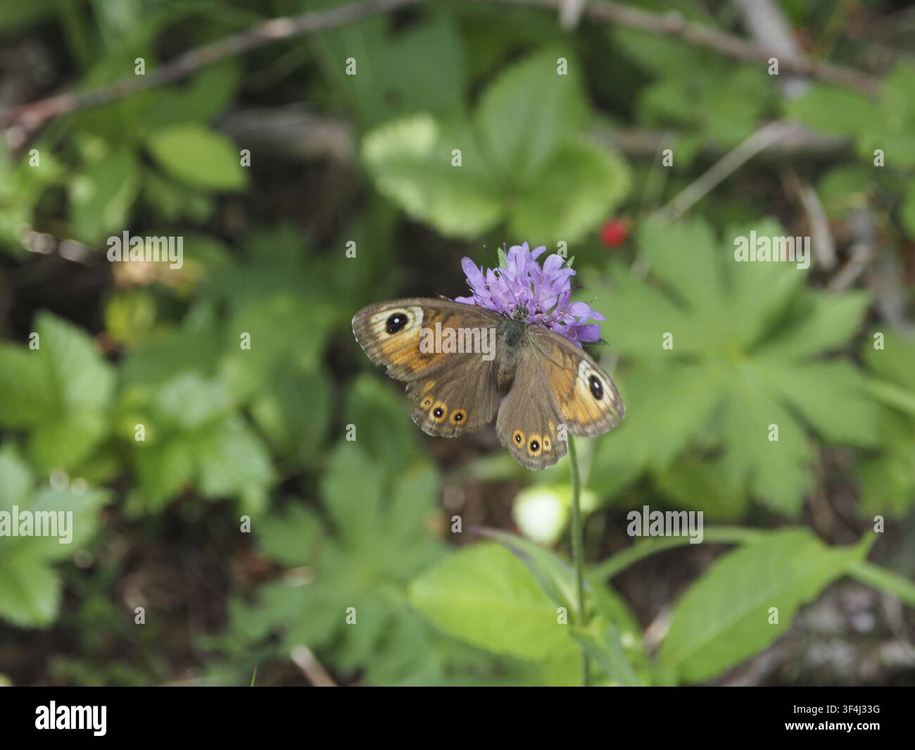 Ein Schmetterling mit markanten augenähnlichen Zeichnungen auf seinen Flügeln, der Braunaugige Waldschmetterling (Lasiommata maera), ruht auf einer violetten Blume, Goms, Kanton Vala Stockfoto