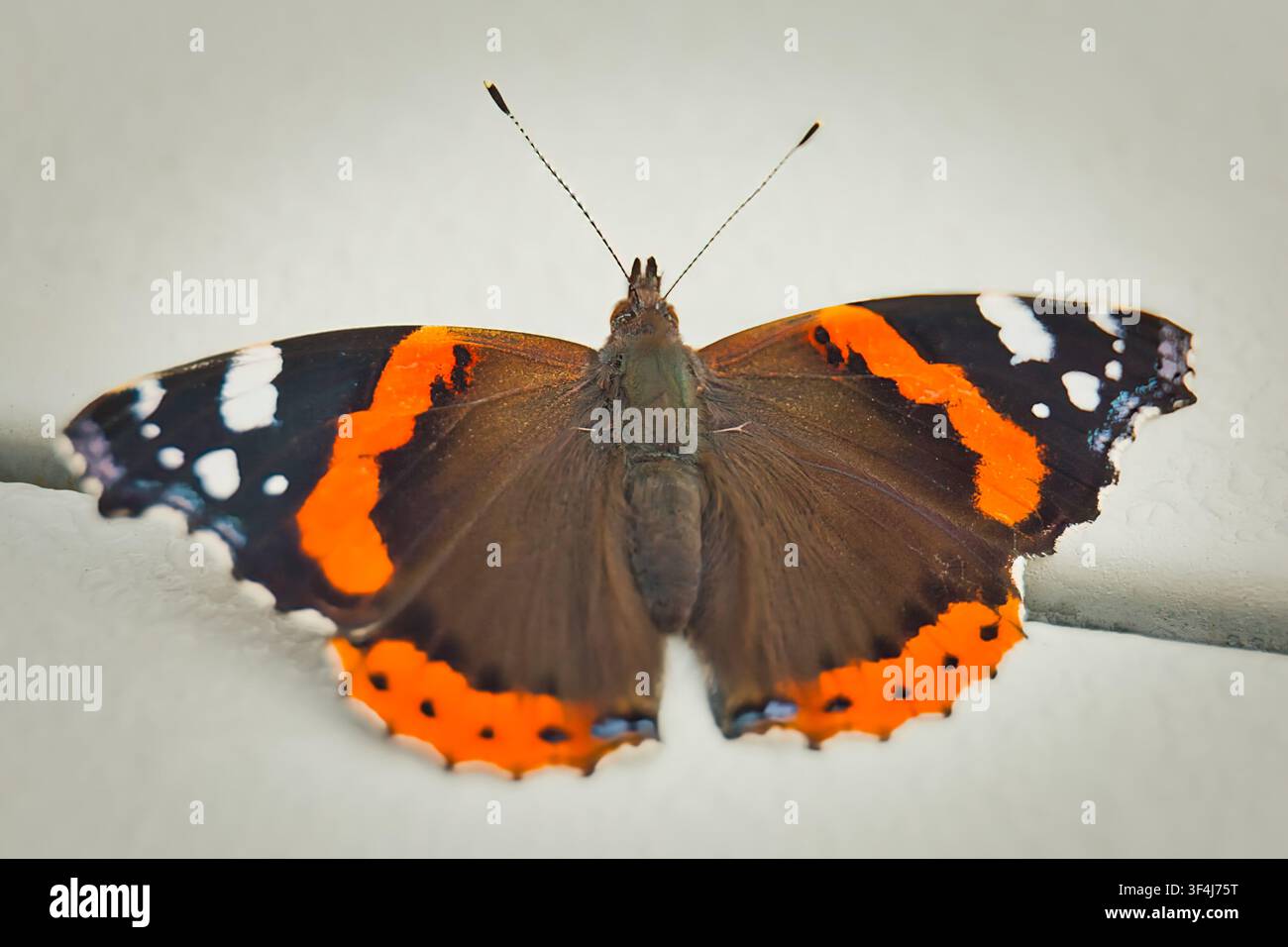 Der Besuch. Roter Admiral-Schmetterling Stockfoto