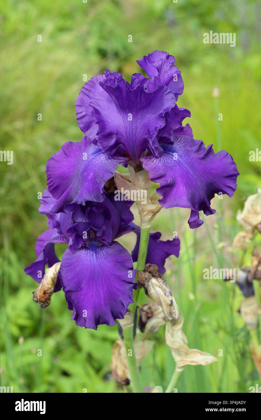 Iris Titan's Glory, Bart-Iris, hohe Staude mit dunkelvioletten Blüten in einem englischen Garten. UK Stockfoto