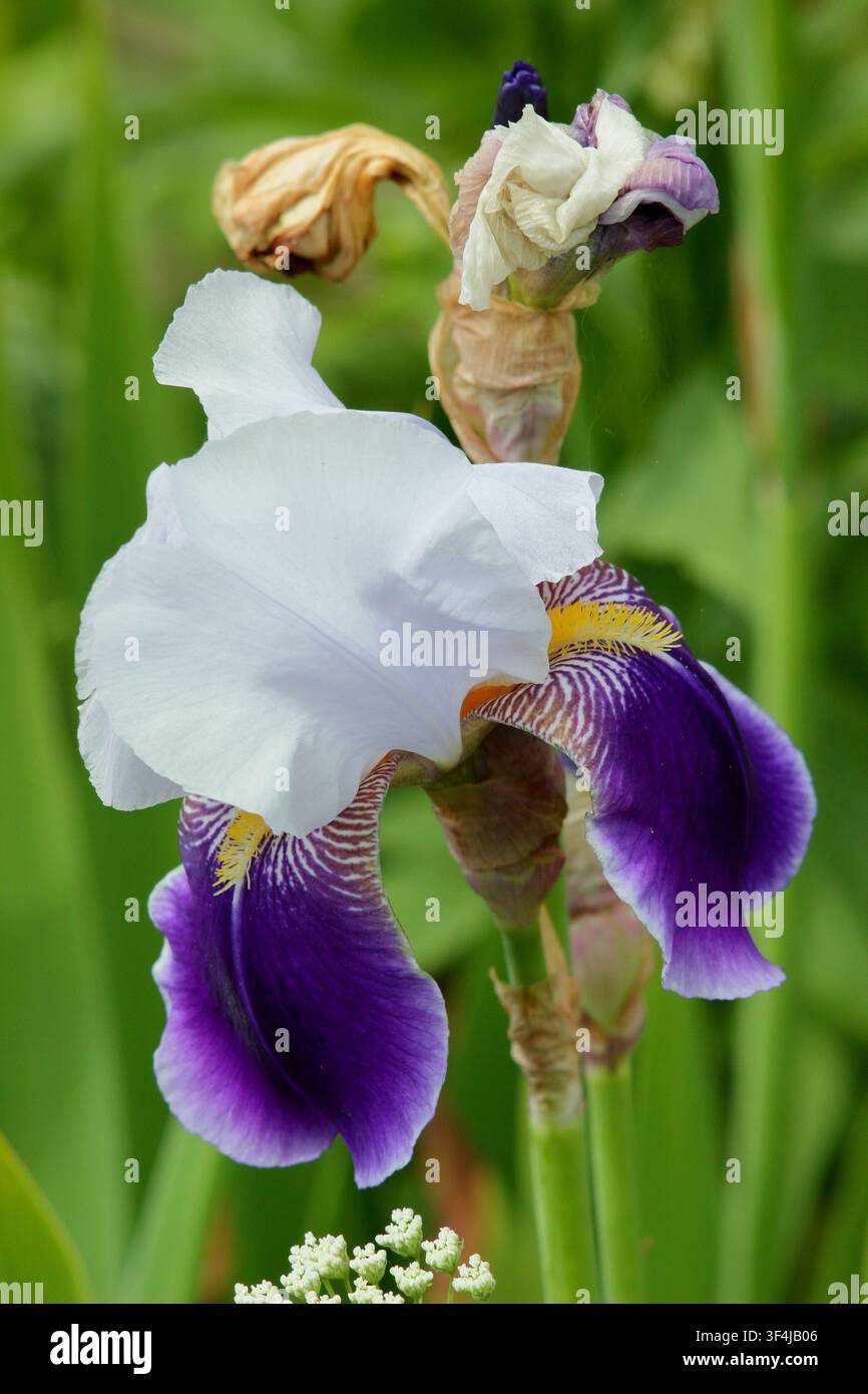Iris Braithwaite tiefe violette und weiße Blüten dieser hohen Bartiris in einer englischen Gartenborder. UK Stockfoto