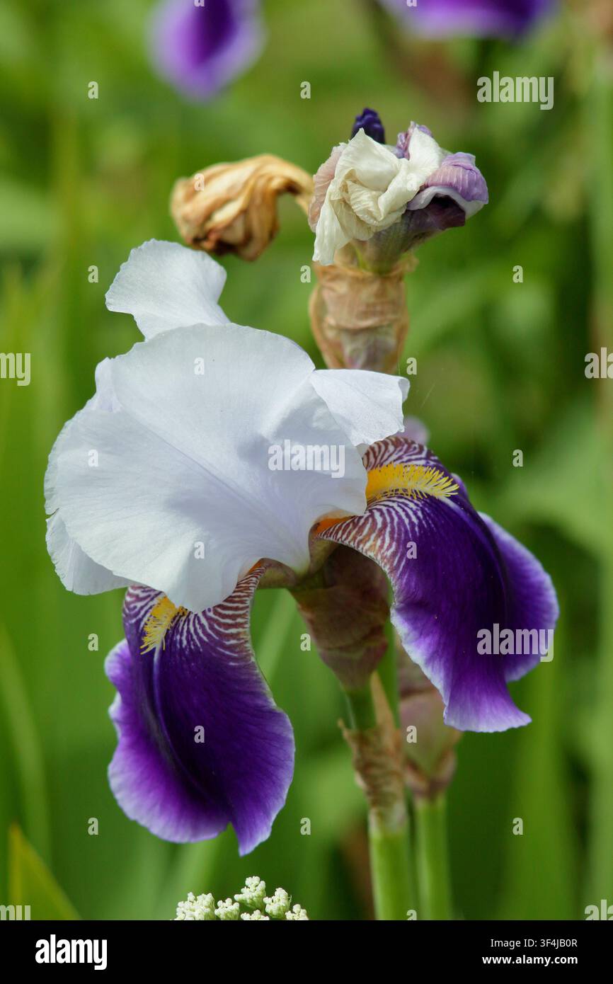 Iris Braithwaite tiefe violette und weiße Blüten dieser hohen Bartiris in einer englischen Gartenborder. UK Stockfoto