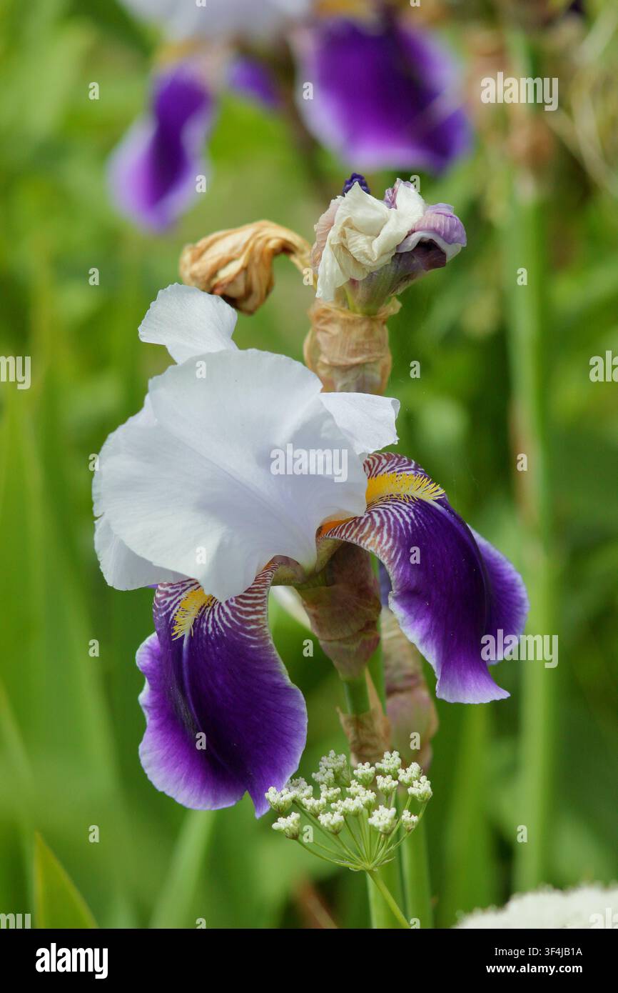 Iris Braithwaite tiefe violette und weiße Blüten dieser hohen Bartiris in einer englischen Gartenborder. UK Stockfoto