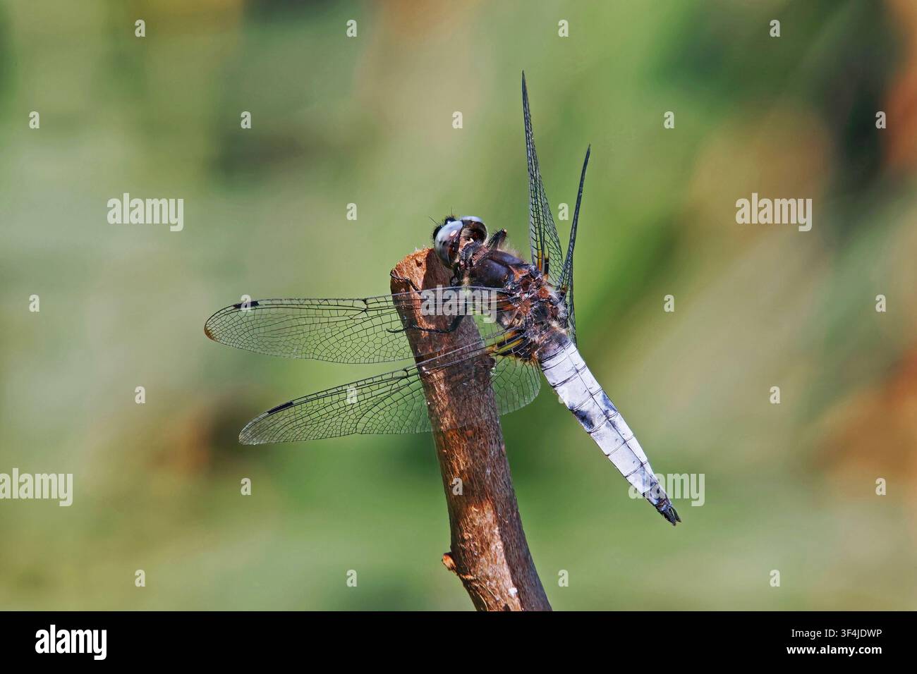 mle Exemplar der seltenen Jagdlibelle, ruht auf einem trockenen Zweig, Libellula fulva, Libellulidae Stockfoto