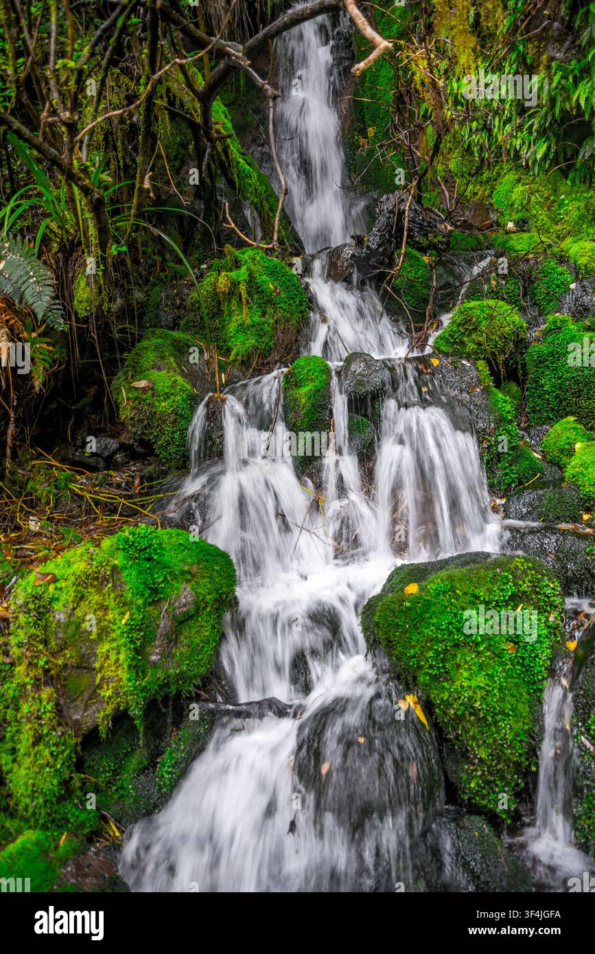 Kleiner Waldwasserfall stürzt über moosbedeckte Vulkanfelsen im Egmont-Nationalpark, Neuseeland, 5. Januar 2024 Stockfoto