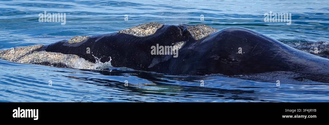 Nahaufnahme eines Südlichen Rechtswals in Hermanus, Südafrika Stockfoto
