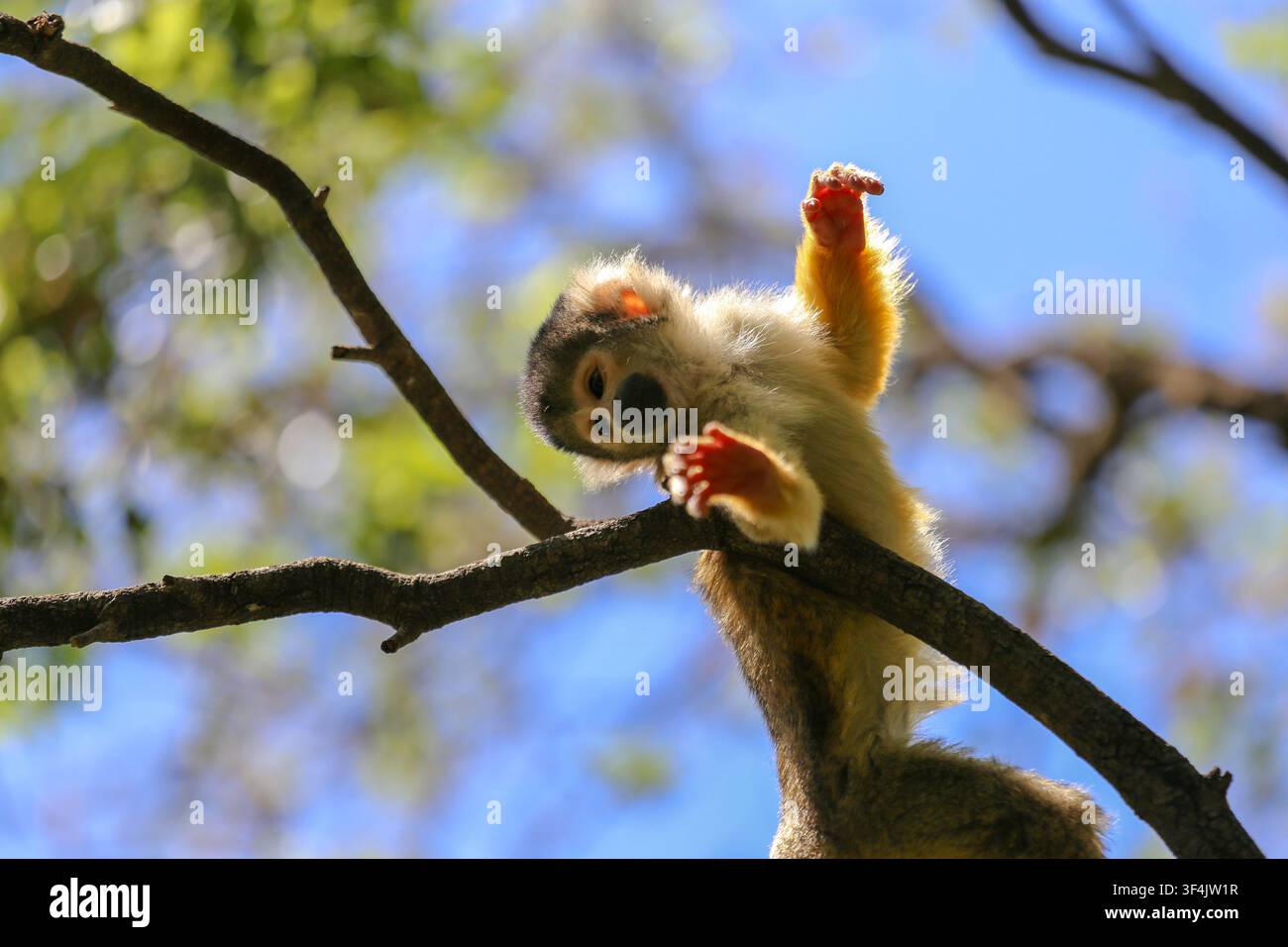 Squirrel Monkey (Saimiri sciureus) sitzt auf einem Ast in einem tropischen Waldhabitat in einem Naturschutzzentrum in Israel Stockfoto