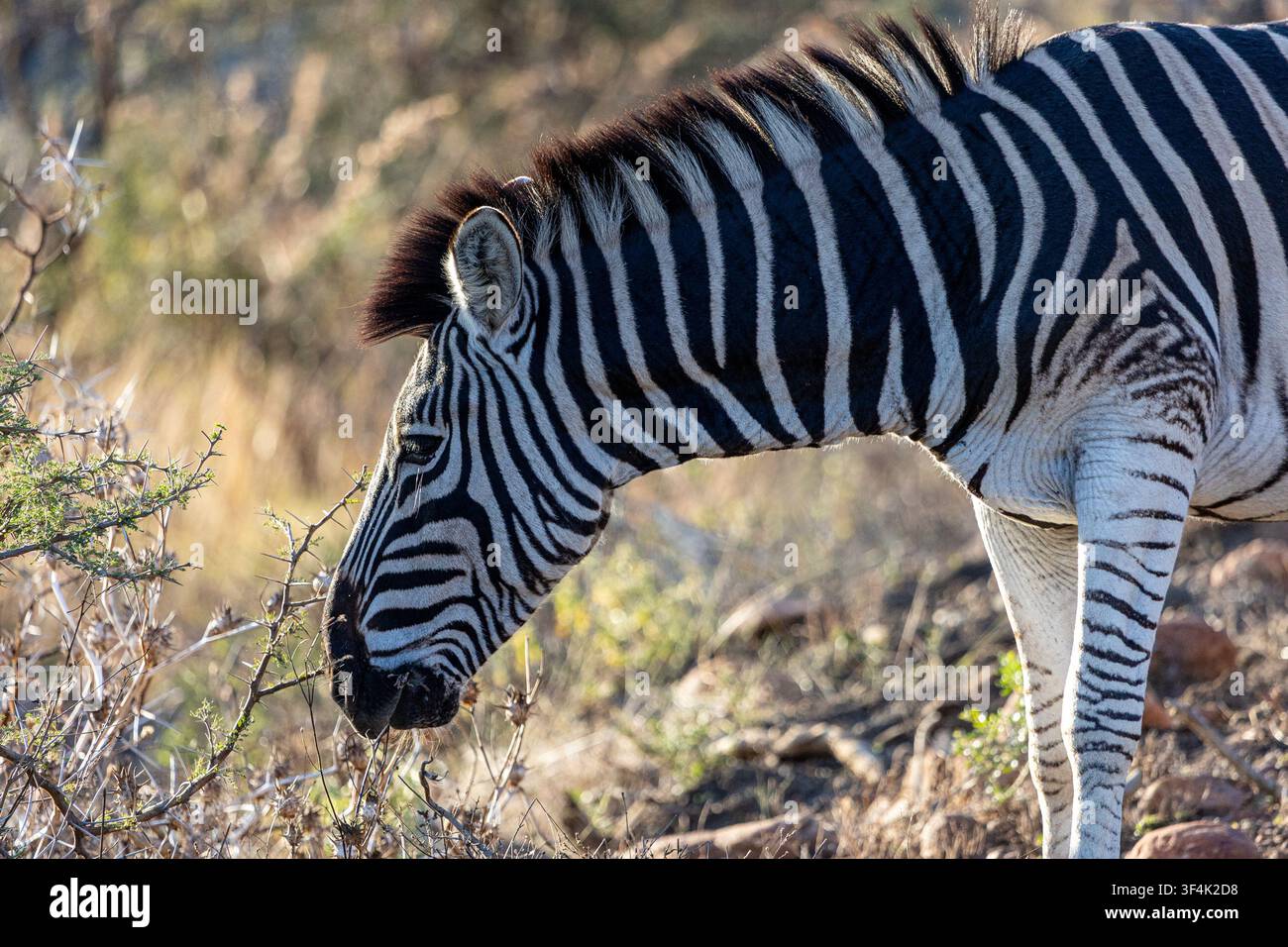 Ein Tierporträt eines Zebras in der südafrikanischen Savanne Stockfoto