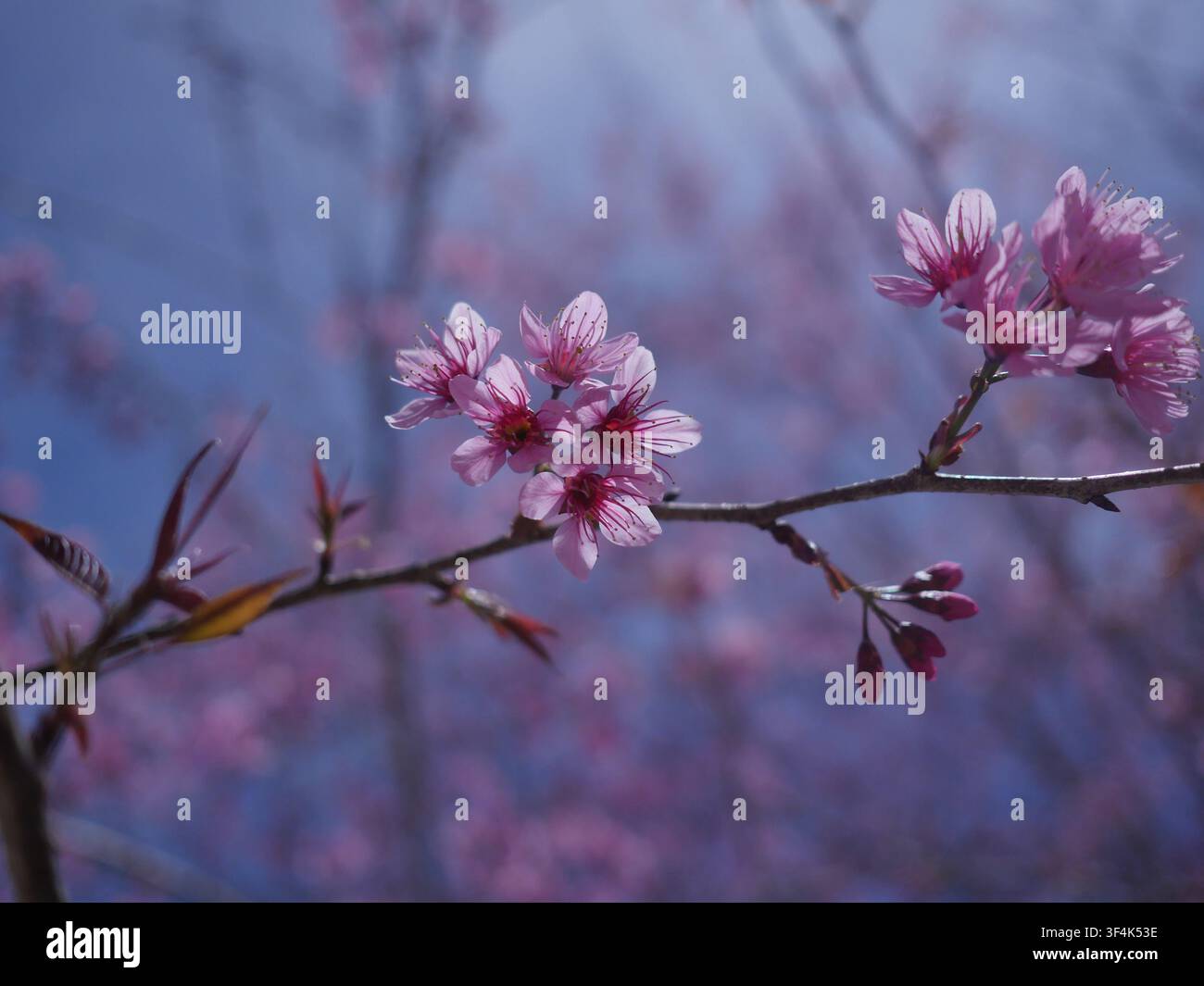 Schöne kleine Blumen in der Natur Stockfoto