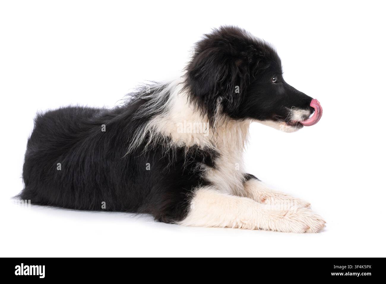 Junger Grenzhund, isoliert auf weißem Hintergrund Stockfoto