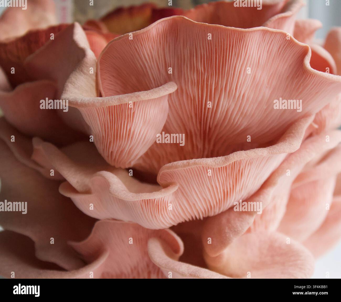 Makroaufnahme von rosa Austernpilzen | Zarte natürliche Textur im Nahaufnahme Stockfoto