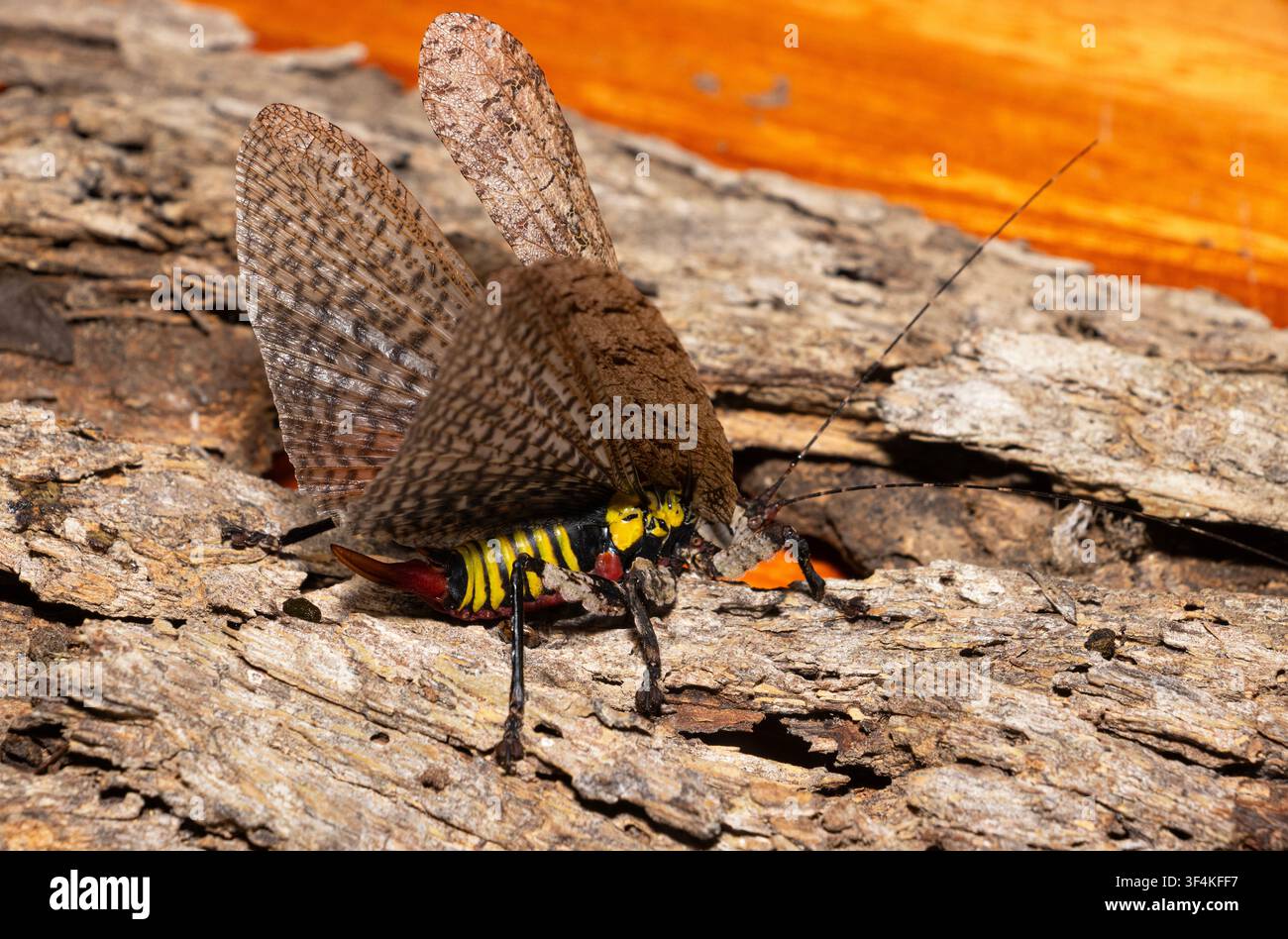 Die Laubheuschrecke Bark Katydid hat eine hervorragende Tarnung, aber wenn sie sich bedroht fühlt, zeigt sie eine beeindruckende Drohgebärde. Plötzlich freigelegte helle Farben sind eine Warnung Stockfoto