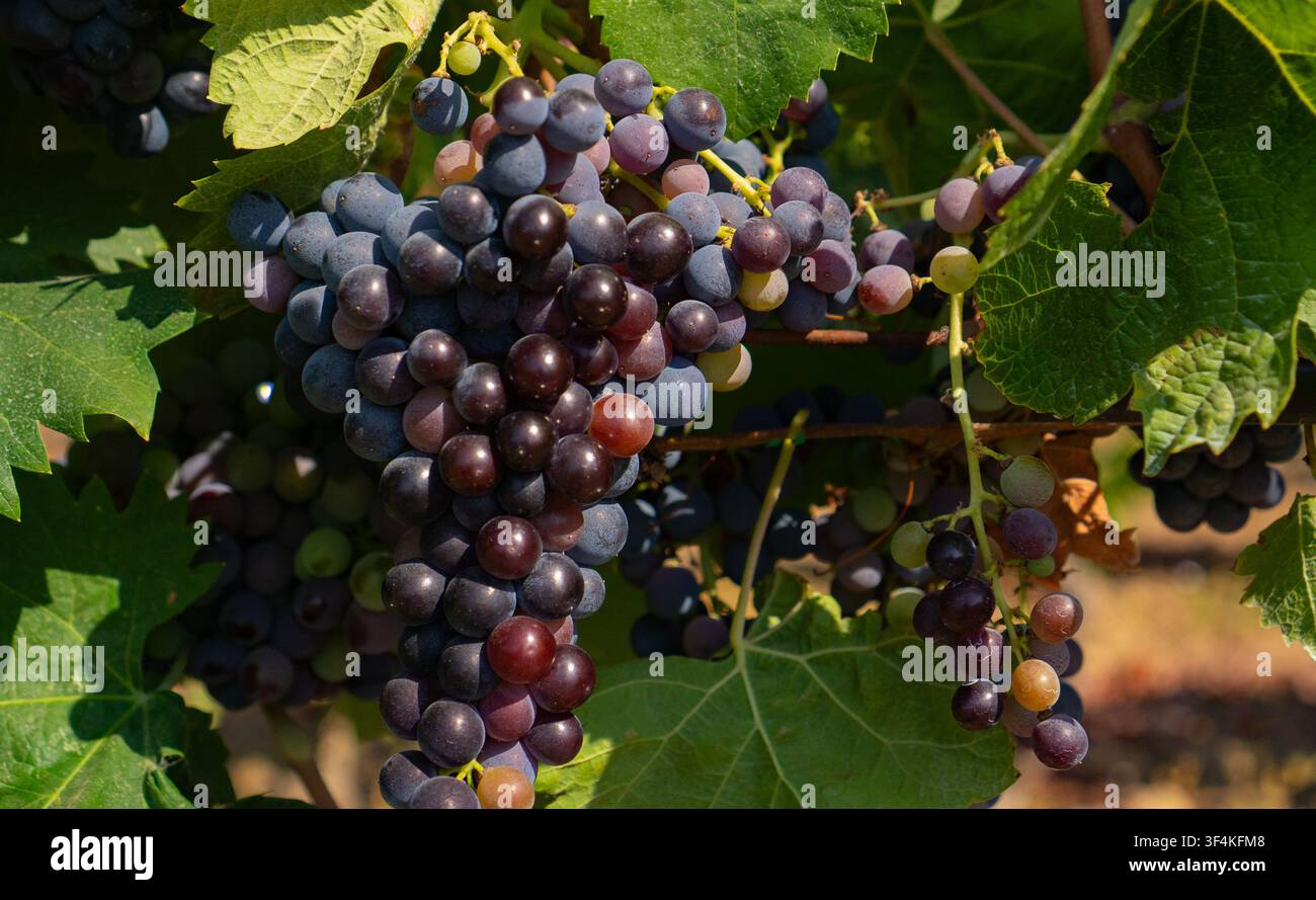 Mediterranes Weingut mit reifen Trauben vor der Ernte Stockfoto