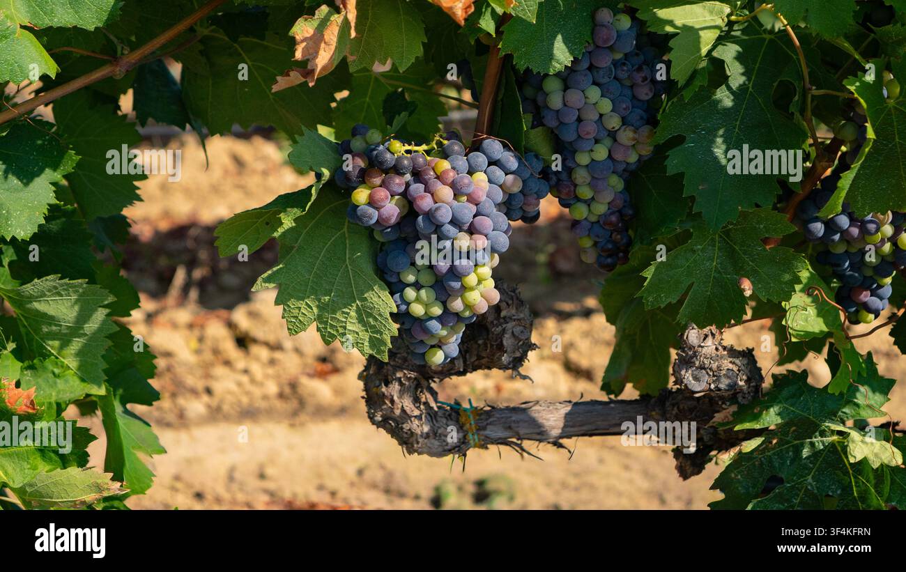 Mediterranes Weingut mit reifen Trauben vor der Ernte Stockfoto