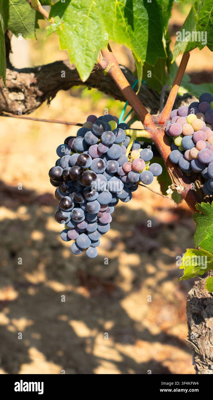 Mediterranes Weingut mit reifen Trauben vor der Ernte Stockfoto