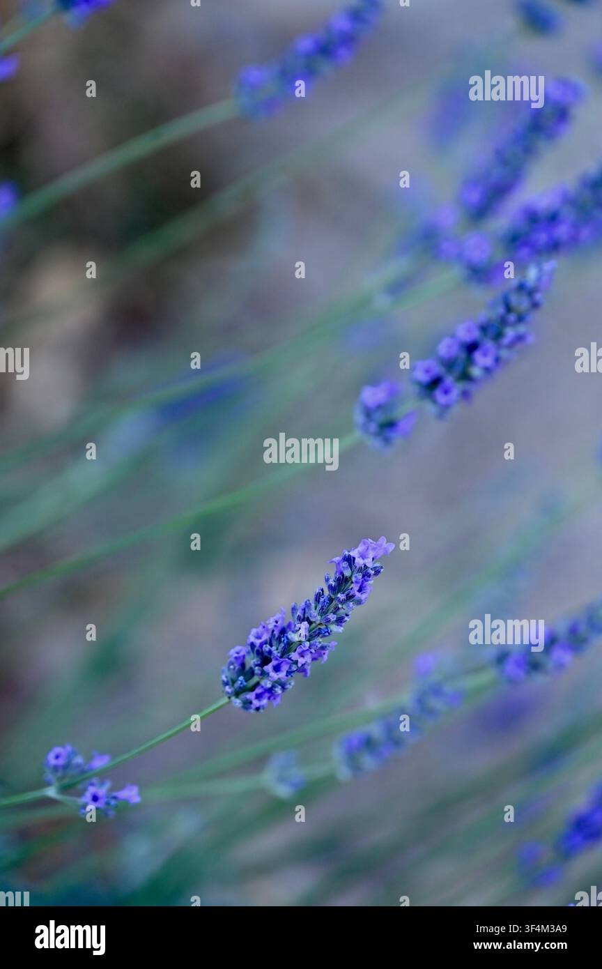 Eine ruhige vertikale Nahaufnahme von Lavendelstengeln, die auf einem natürlichen Feld blühen, in kühlen blauen und violetten Tönen mit einem weichen unscharfen Hintergrund aufgenommen. Ideal für Wellness, Spa, Aromatherapie, entspannte Hintergründe und botanische Designkonzepte. Stockfoto