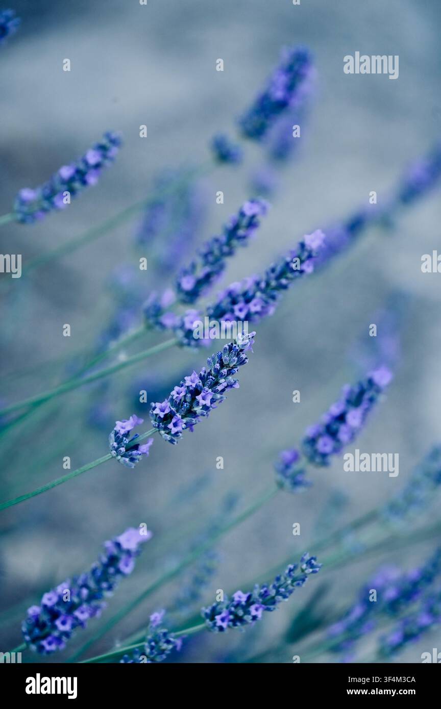 Eine ruhige vertikale Nahaufnahme von Lavendelstengeln, die auf einem natürlichen Feld blühen, in kühlen blauen und violetten Tönen mit einem weichen unscharfen Hintergrund aufgenommen. Ideal für Wellness, Spa, Aromatherapie, entspannte Hintergründe und botanische Designkonzepte. Stockfoto