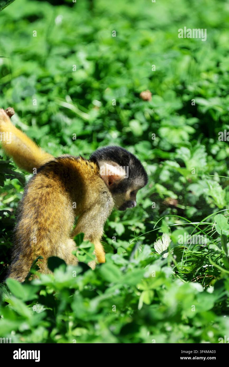 Hochauflösendes Bild eines Springaffen (Saimiri), der sich durch dichte grüne Vegetation bewegt und natürliches Primatenverhalten zeigt. Stockfoto