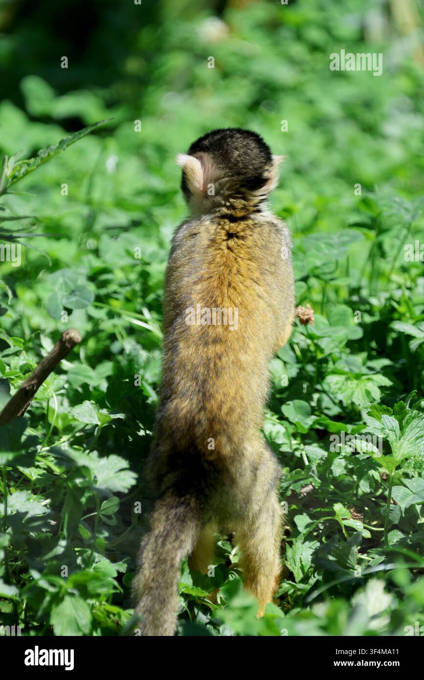 Hochauflösendes Bild eines Springaffen (Saimiri), der sich durch dichte grüne Vegetation bewegt und natürliches Primatenverhalten zeigt. Stockfoto