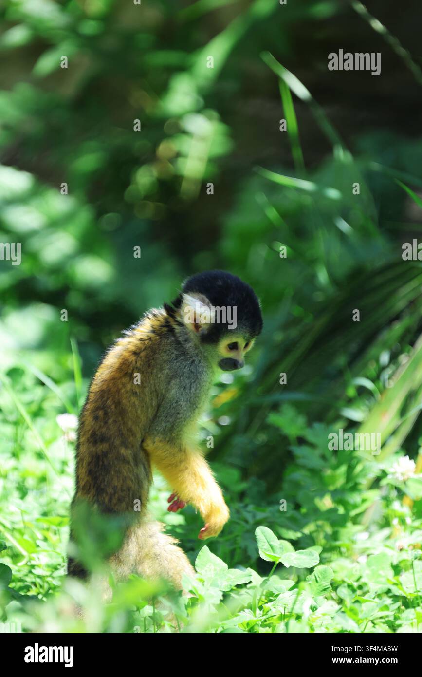Hochauflösendes Bild eines Springaffen (Saimiri), der sich durch dichte grüne Vegetation bewegt und natürliches Primatenverhalten zeigt. Stockfoto
