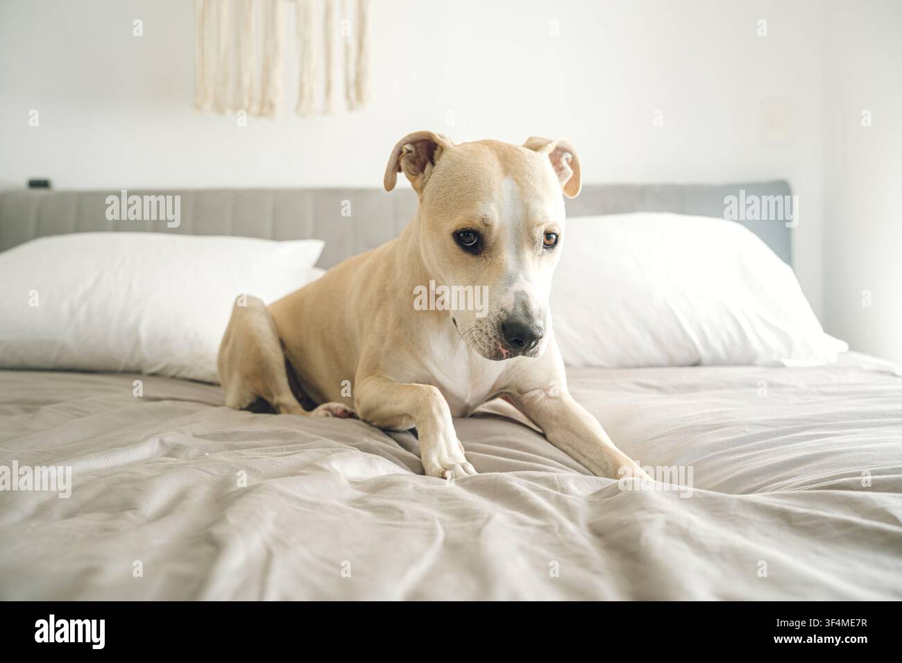 Pitbull-Hund liegt bequem auf einem Bett und schaut den Betrachter direkt an Stockfoto