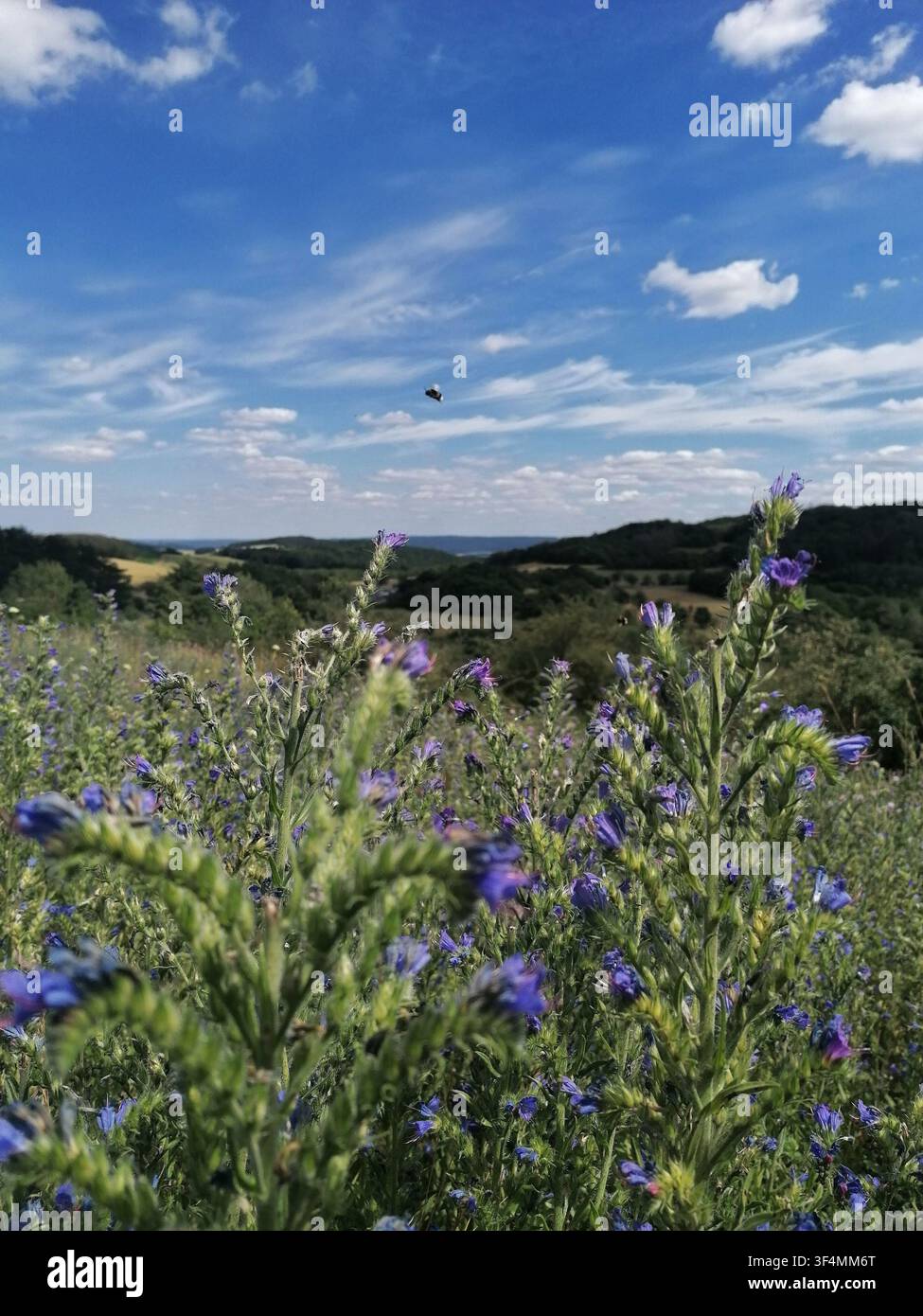 Blühende Blaue Wolfsmilch-Wildblumen auf einer sonnigen Sommermwiese in Südmähren, Tschechische Republik, mit einer fliegenden Hummel und Hügeln - Smartphone-aufgenommenes Stockfoto