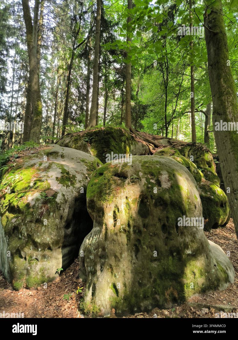 Große moosbewachsene Sandsteinblöcke in einem dichten grünen Wald, umgeben von hohen Kiefern und Laubbäumen in der wilden tschechischen Natur Stockfoto