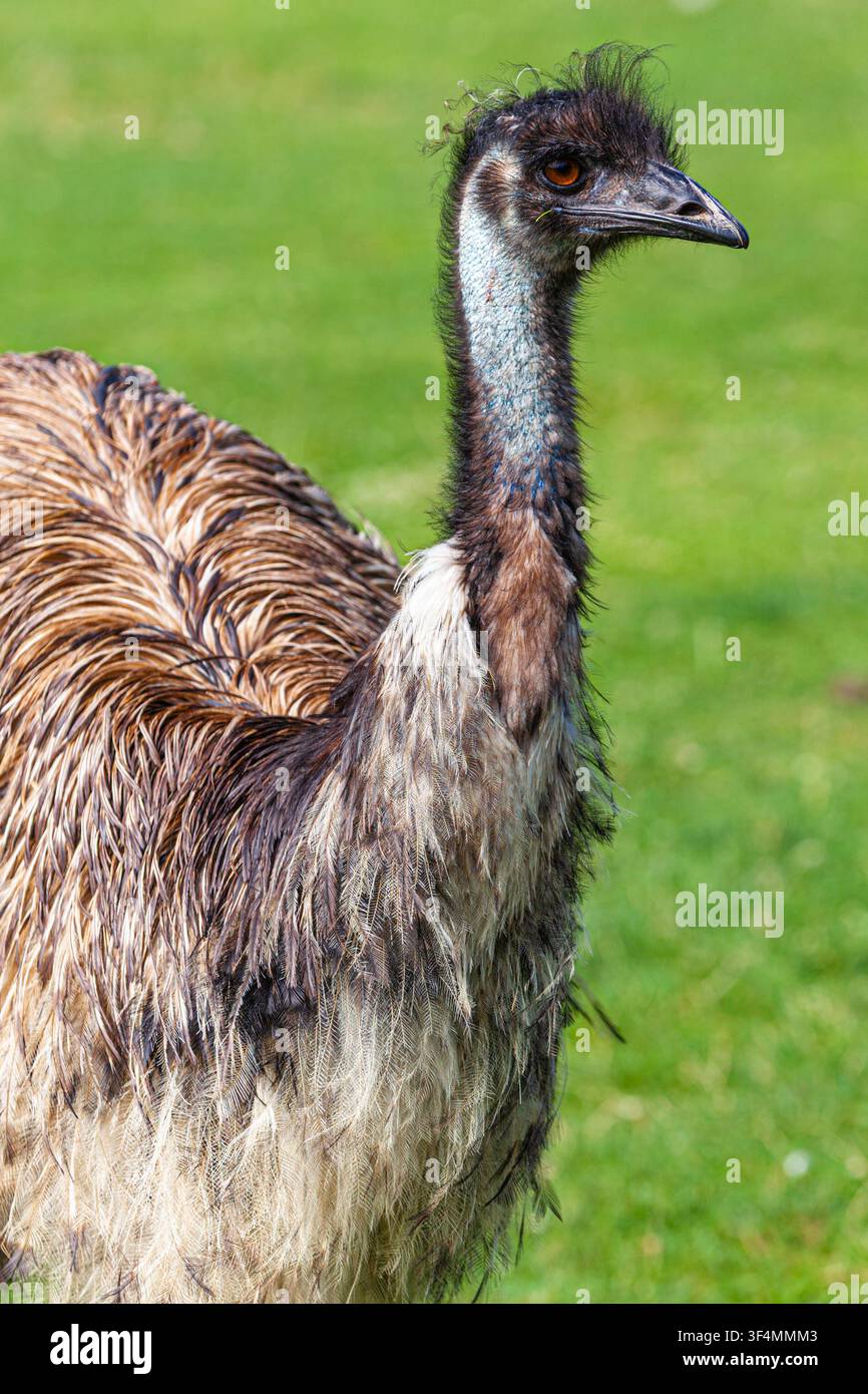 Ein Emu auf einem Familienbauernhof in Richmond, British Columbia Stockfoto