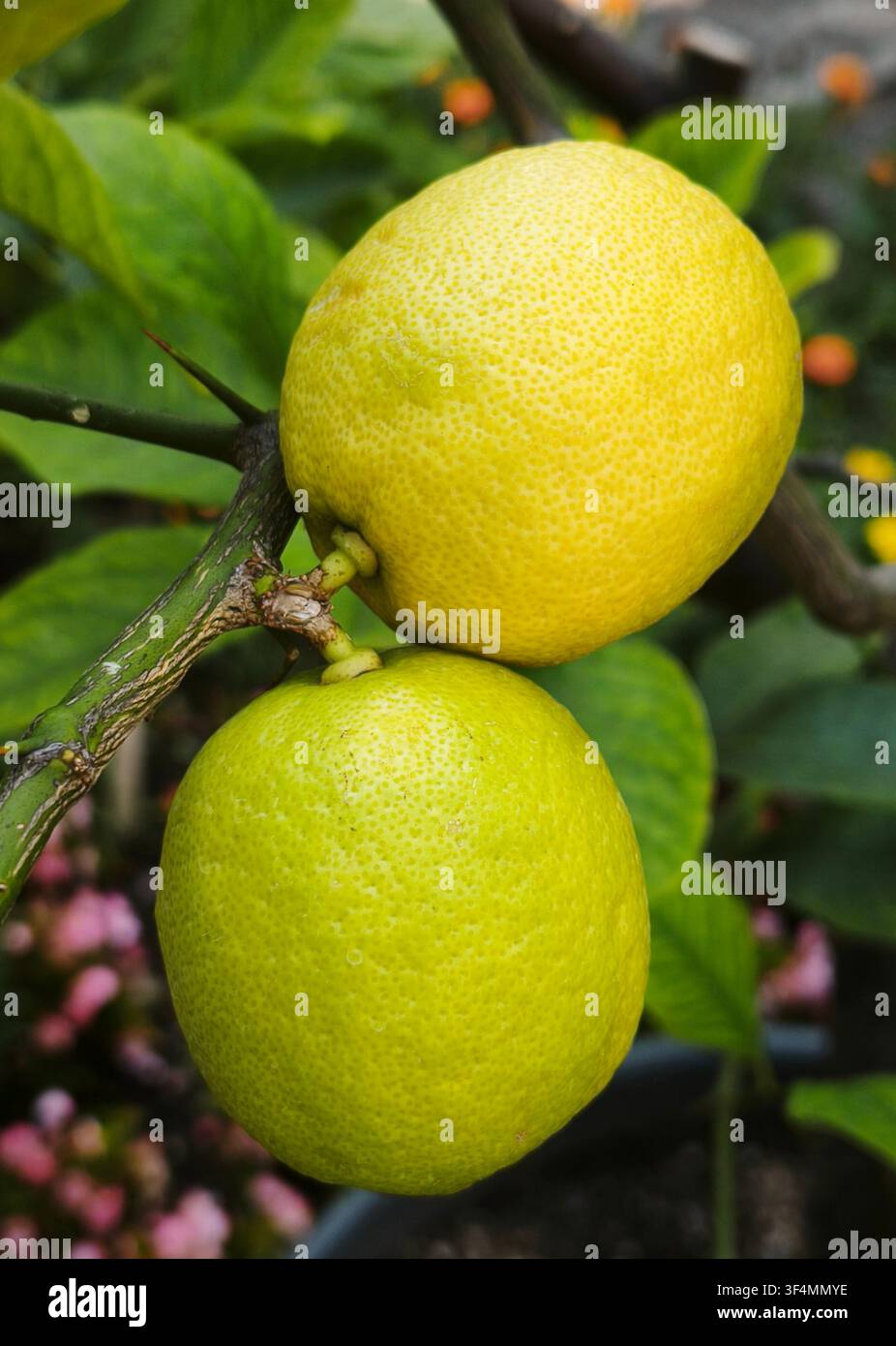 Nahaufnahme von frischen Zitronen, die an einem Ast mit grünen Blättern reifen, mit einer gelben und einer limettengrünen Zitrusfrucht in einem Garten. - Smartphone-aufgenommenes Stockfoto