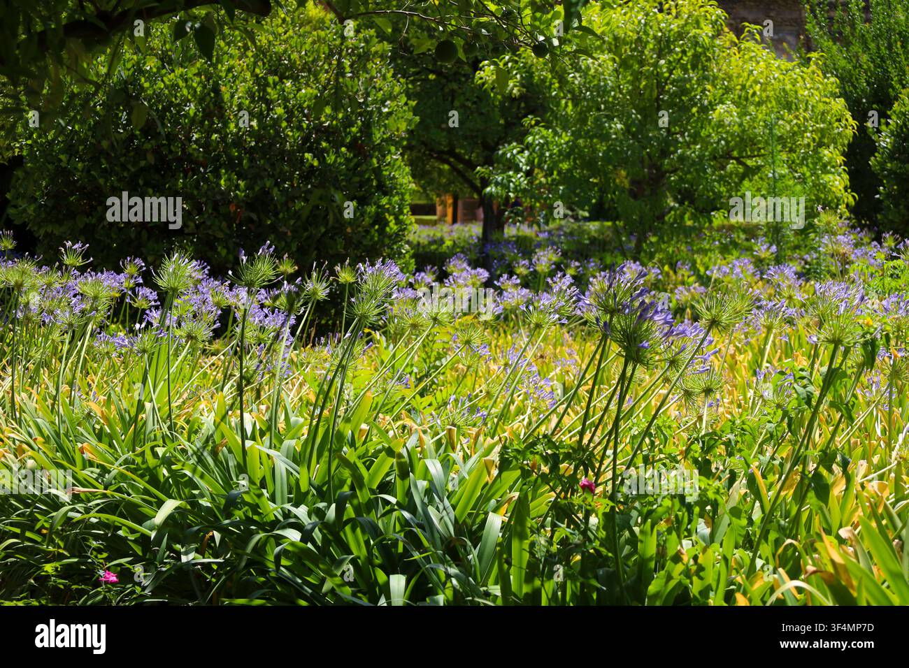 Schöne Agapanthus-Pflanzen unter der Sonne in einem Garten in Spanien Stockfoto