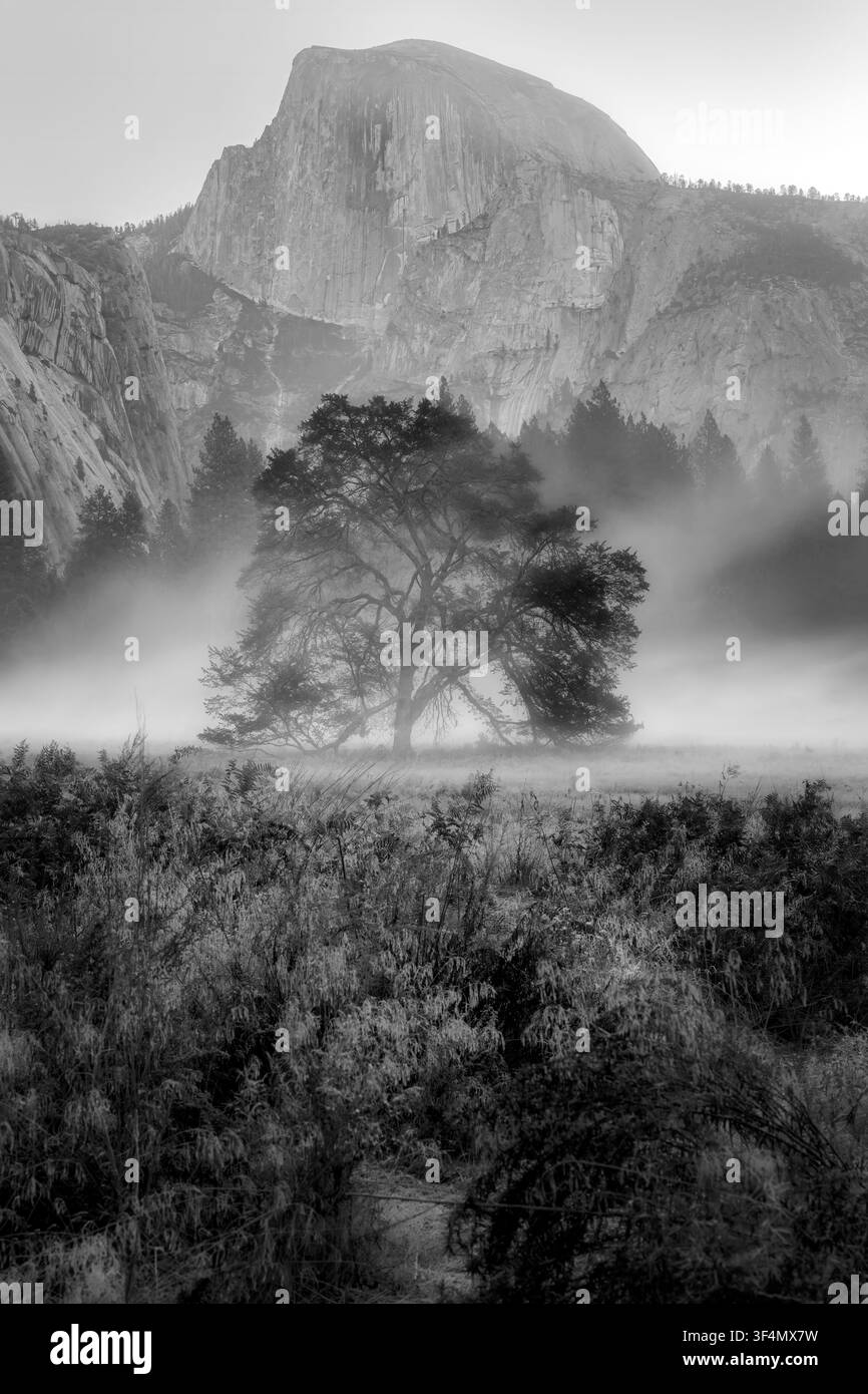In dieser beeindruckenden Schwarz-Weiß-Landschaftsfotografie wird die ruhige Schönheit des Yosemite-Nationalparks wunderschön eingefangen, während eine ikonische Ulme steht Stockfoto