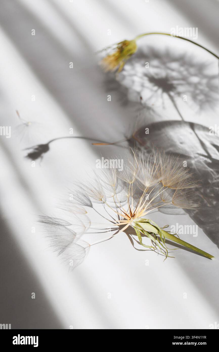 Vertikaler Löwenzahn-Samenkopf mit weichen Schatten und minimalistischer botanischer Ästhetik Stockfoto