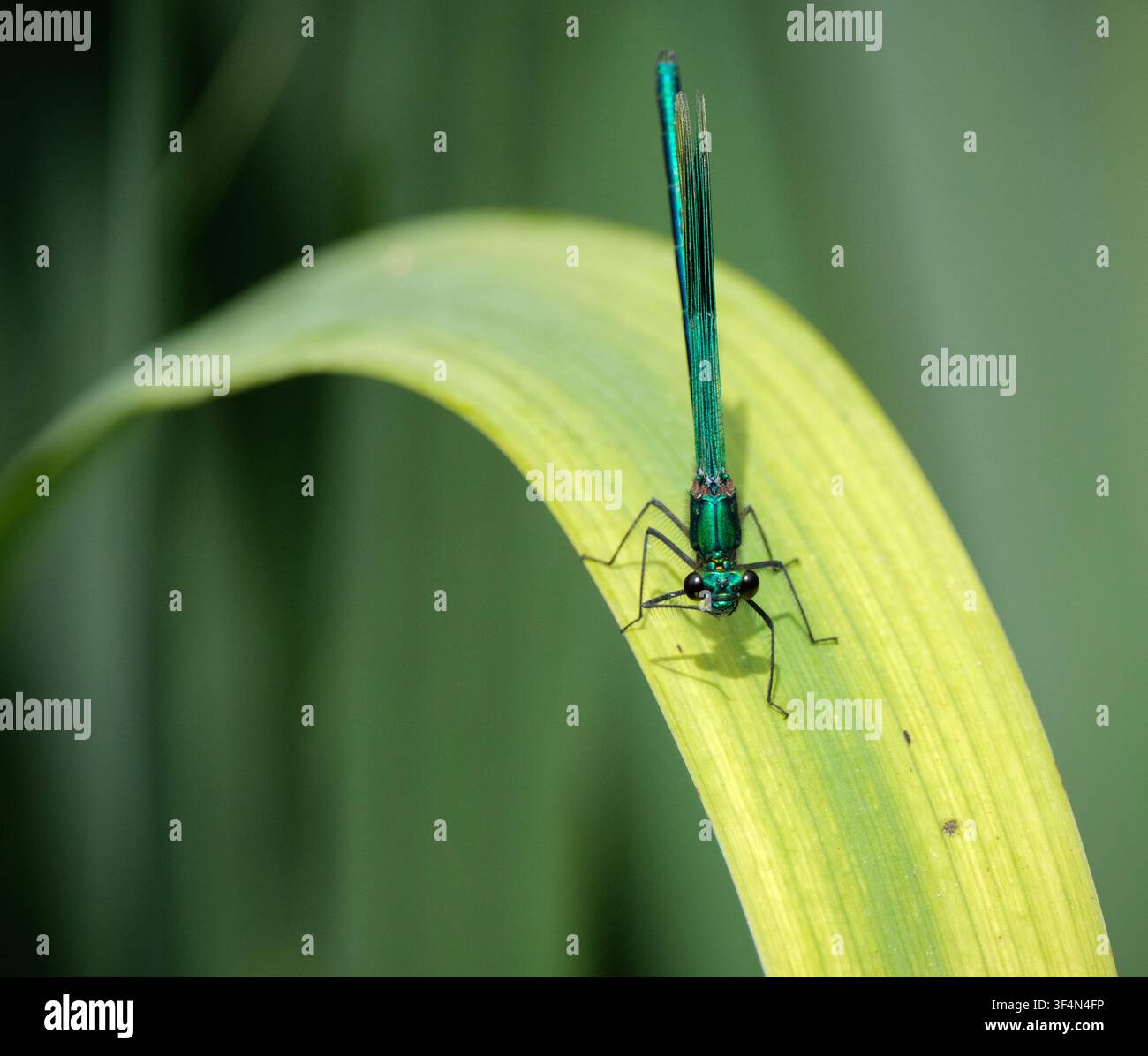 Eine Banded Demoiselle-Libelle saß auf einem Schilfrohr nahe dem Fluss Test Romsey Hampshire England Stockfoto