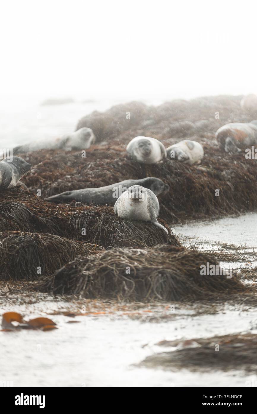 Gruppe von Seehunden ruht auf algenbedeckten Felsen im nebligen Regen entlang der rauen Nordatlantikküste Islands Stockfoto