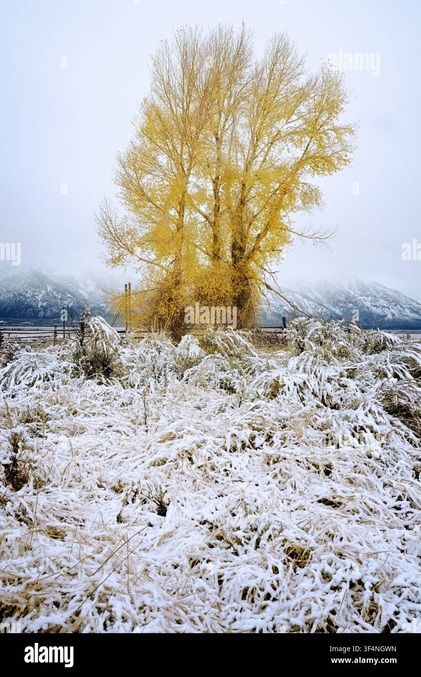 Eine Balsam-popel hält an ihrem farbenfrohen Laub fest, während ein früher Schneefall Mormon Row im Grand Teton Nationalpark in Jackson Hole, Wyoming, bedeckt. Stockfoto