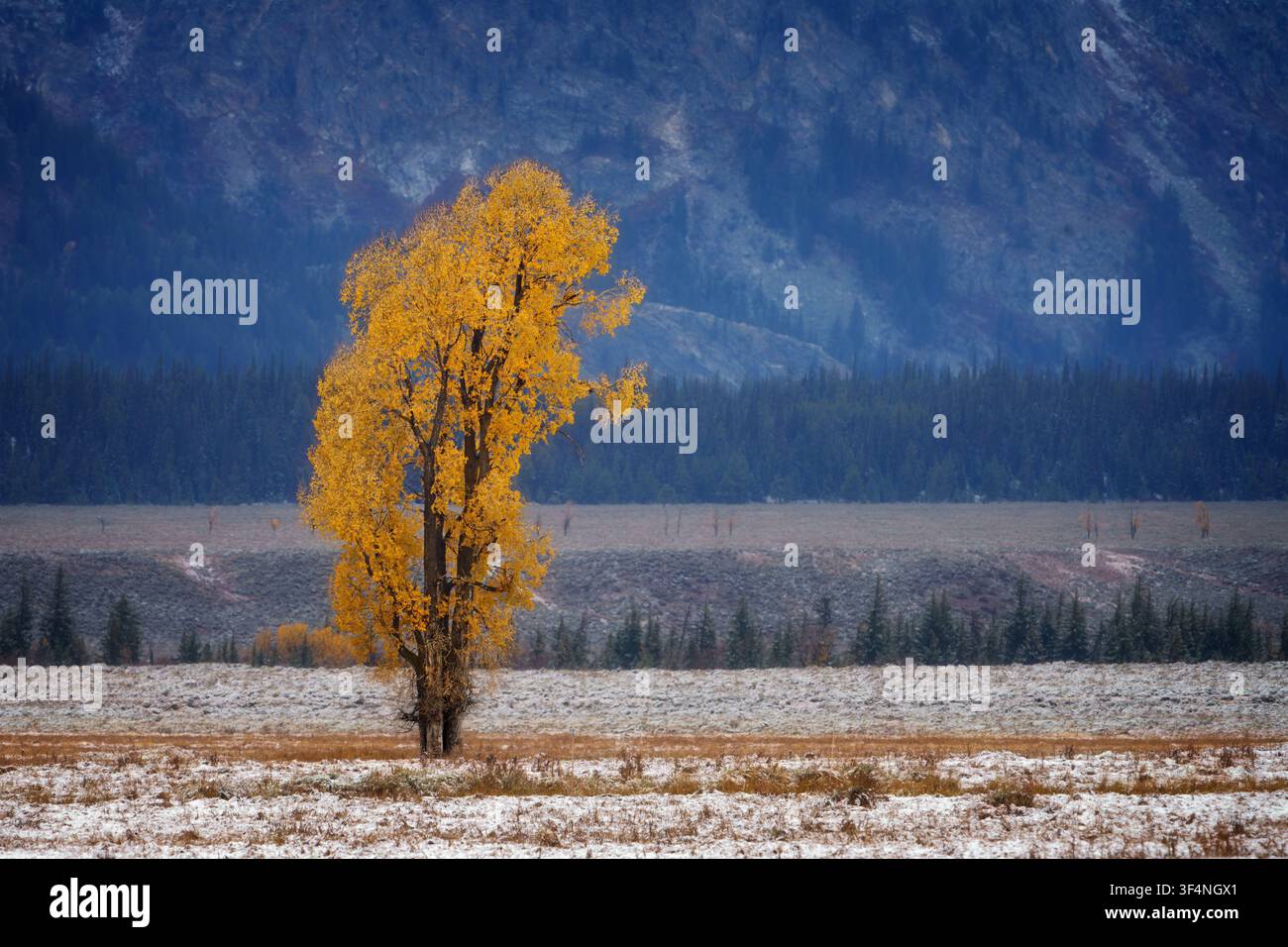 Ein einsamer Baumwollbaum steht auf einem Feld im Grand Teton Nationalpark, prächtig in Herbstfarben an einem kalten, grauen Tag in Jackson Hole, Wyoming. Stockfoto