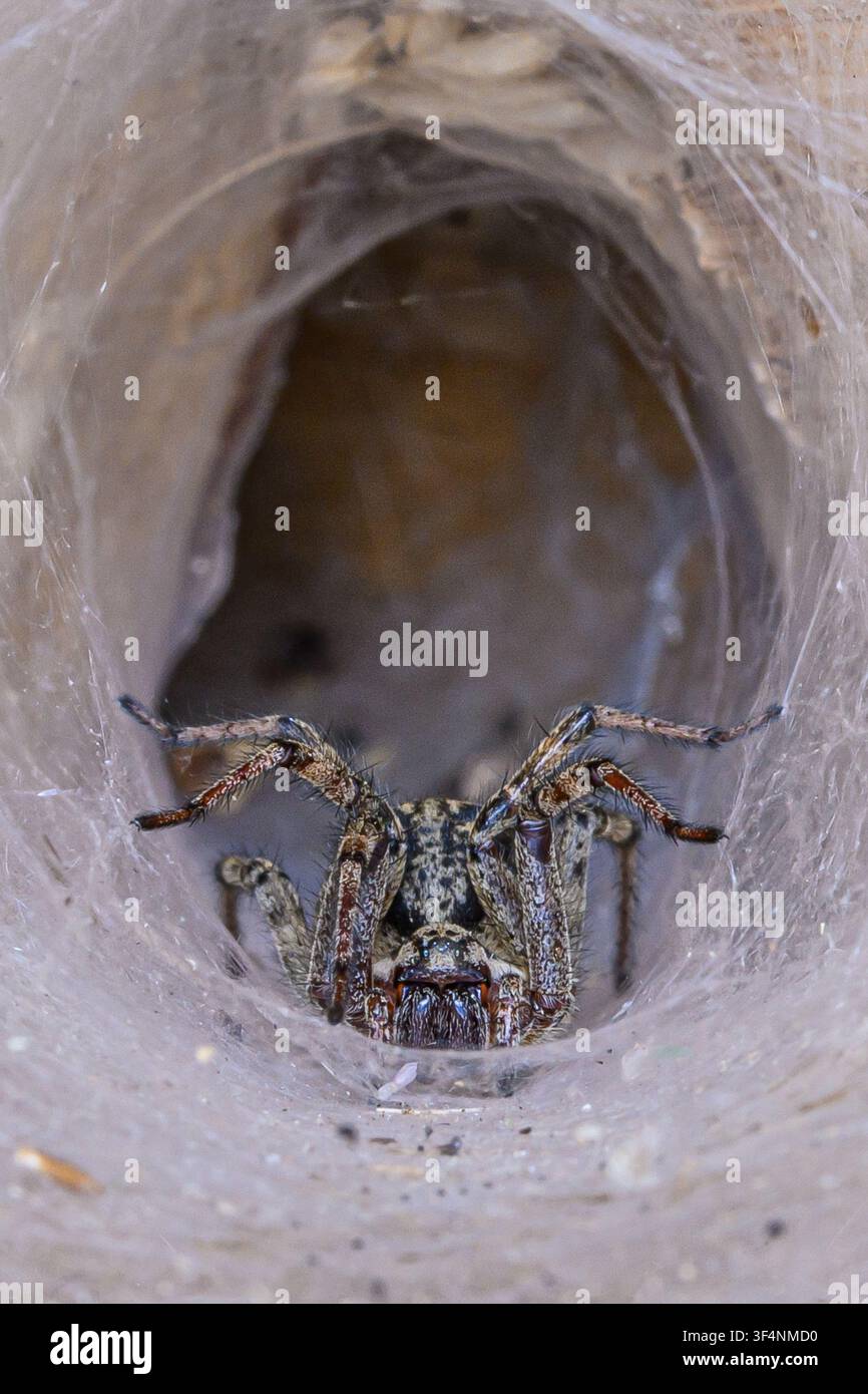 Labyrinthspinne (Agelena labyrinthine) Trichterweberspinne. Stockfoto