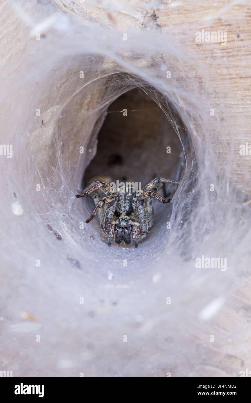 Labyrinthspinne (Agelena labyrinthine) Trichterweberspinne. Stockfoto