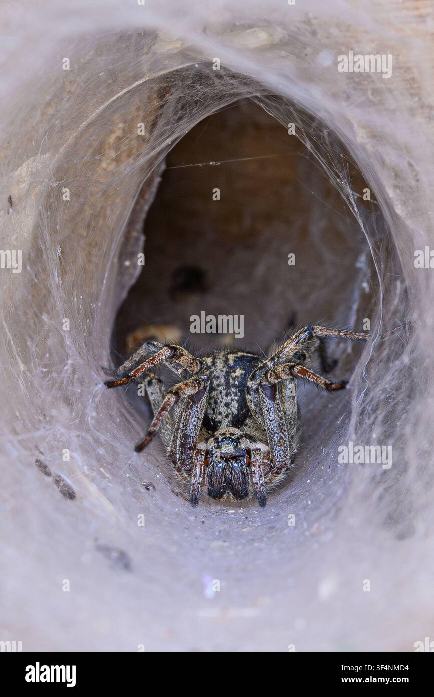 Labyrinthspinne (Agelena labyrinthine) Trichterweberspinne. Stockfoto