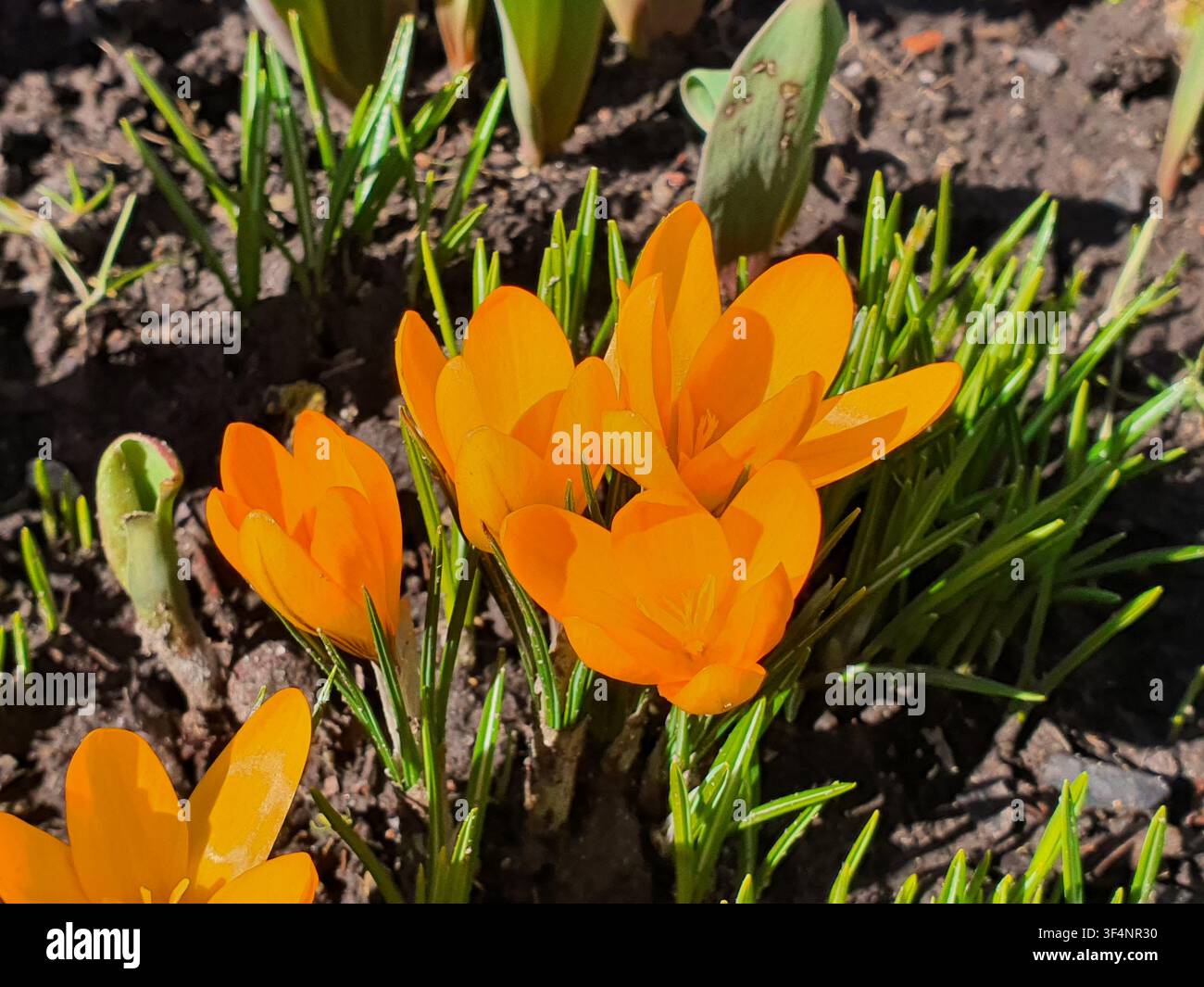 Lebendige orangefarbene Krokusblüten in voller Blüte, die im frühen Frühling aus dunkler brauner Erde emporsteigen. Mehrere Blüten mit zarten, sich überlappenden Blütenblättern sind Stockfoto